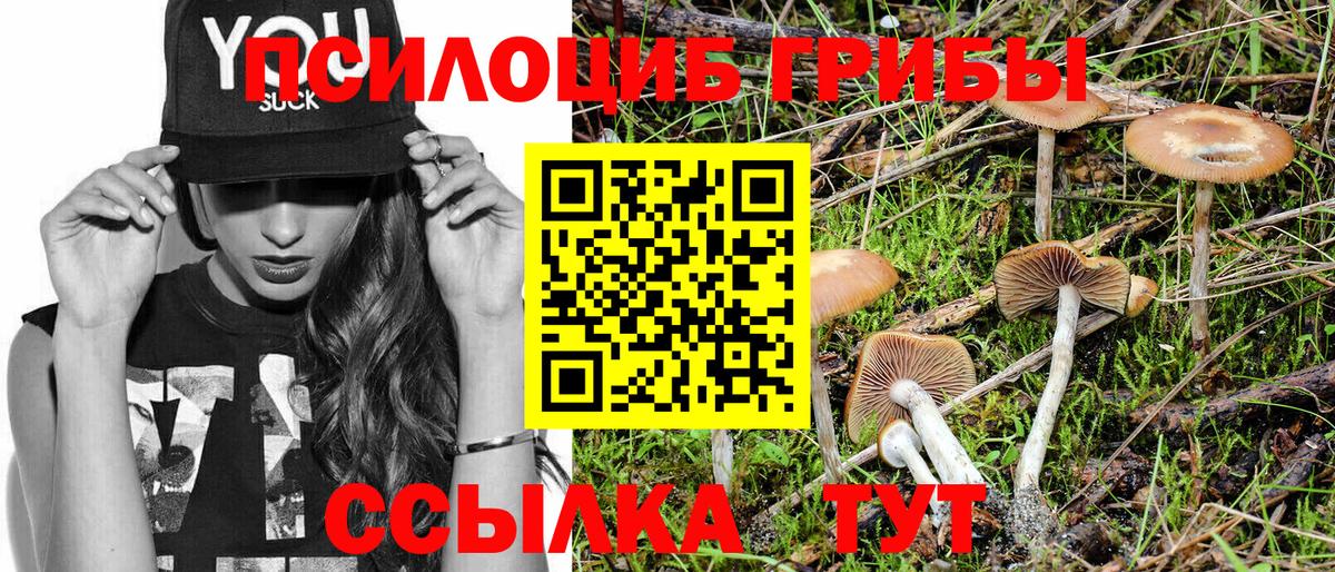 Псилоцибиновые грибы Cubensis Саянск